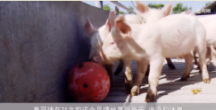 丹麥<em>皇冠</em>豬肉：新型養(yǎng)豬模式引領(lǐng)行業(yè)發(fā)展