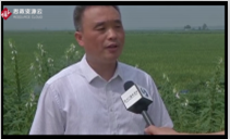 興惠利民，安徽省阜陽市潁上縣半崗鎮(zhèn)建立孔臺子電力排灌站