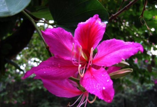 <em>香港</em>的市花紫荊花，紫荊花代表的意義
