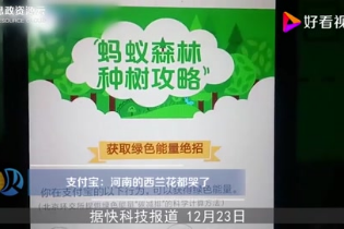 鄭大河大西蘭花之戰