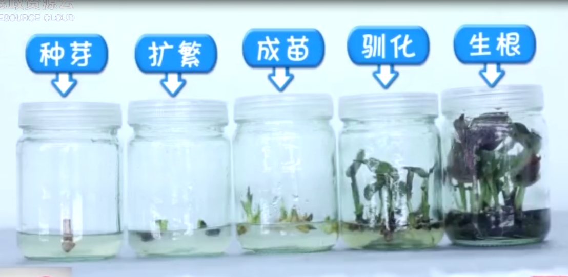 廣州有園林<em>黑</em><em>科技</em> 一顆種子長出多株植物