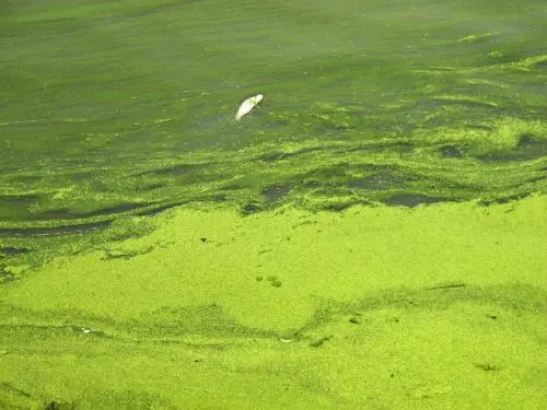 太湖、巢湖、滇池藍藻<em>的</em>連續暴發，為“三湖”流域水污染綜合治理敲響了警鐘