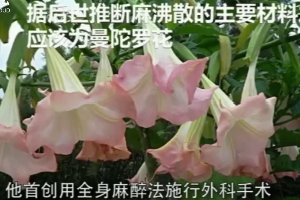 華佗-中醫外科鼻祖 世界最早麻醉療法使用者