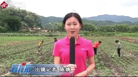 連城宣和打造中<em>草藥</em>小鎮