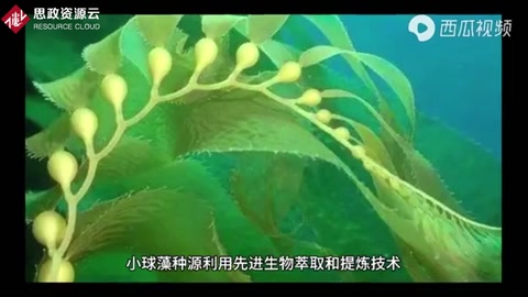一分鐘了解小球藻