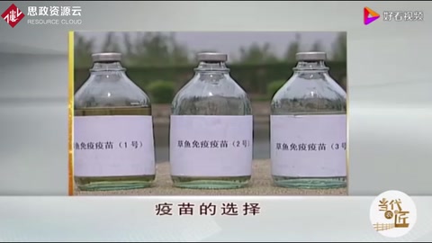 草魚人工免疫技術，疫苗該如何選擇，這點一定要注意