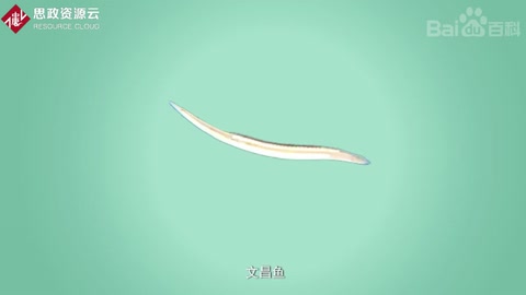 文昌魚——指示脊椎<em>動物</em>起源的鑰匙