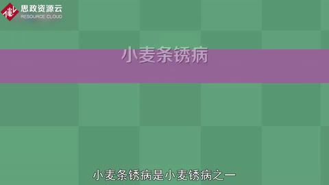 小麥條銹病