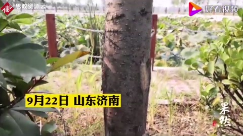 美國白蛾瘋狂！濟(jì)南多路段林木樹葉被“啃光”