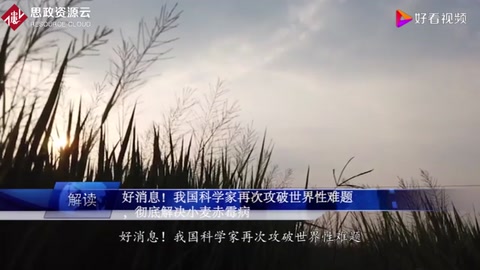 好消息！我國(guó)科學(xué)攻克世界性難題，徹底解決小麥赤霉病