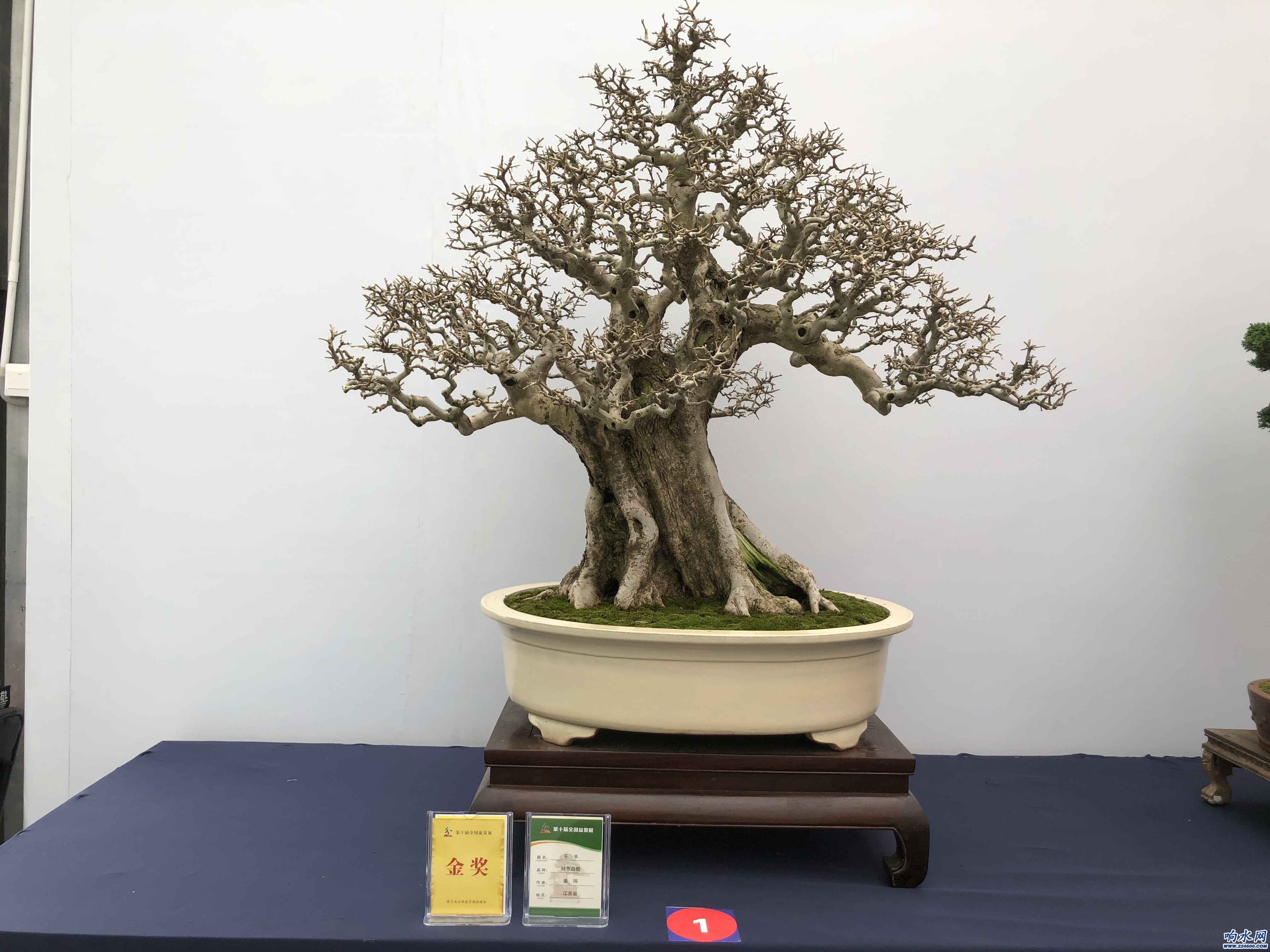<em>第十屆</em><em>盆景</em><em>展</em>、<em>第八屆</em><em>沭陽</em>花木節金獎作品：《千手》