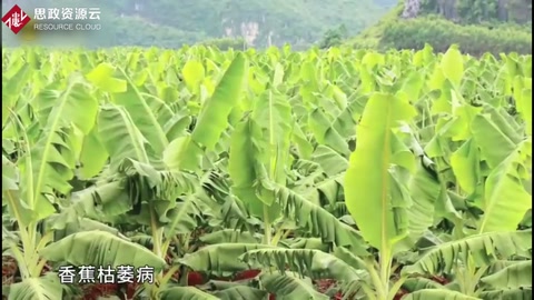 香蕉枯萎<em>病</em>發(fā)病原因及癥狀