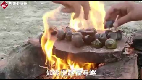 福壽螺入侵40年，吃貨拿它沒辦法！螺肉含有千條寄生蟲！