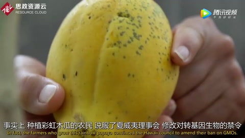 轉(zhuǎn)基因木瓜培育者：我們用了7年 挽救了幾近滅亡的產(chǎn)業(yè)