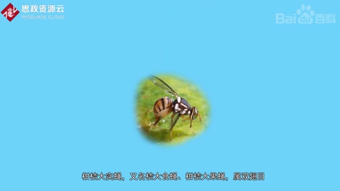 一分鐘了解柑橘大實<em>蠅</em>