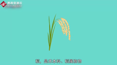 <em>原來</em>水稻<em>長</em><em>這樣</em>