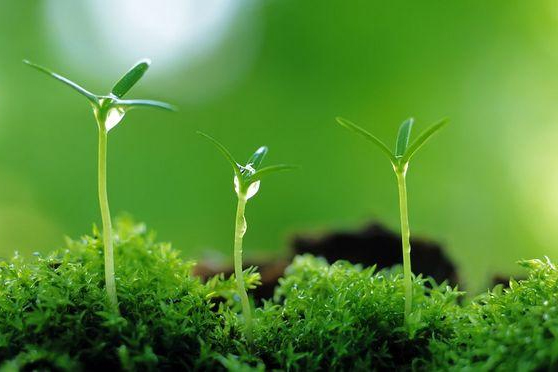 植物保護專業：農業昆蟲學(玉米害蟲：草地貪夜蛾) 、普通昆蟲學(昆蟲的趨光性、遷飛性)、植物保護概論《2019年中國草地貪夜蛾應急防控》課程思政案例