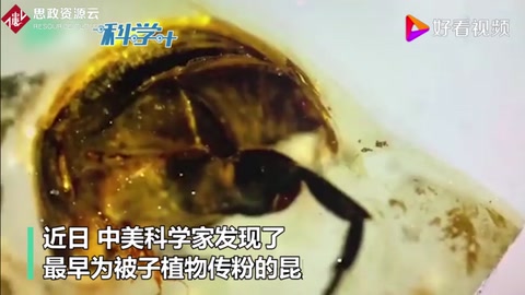 琥珀中一億年前<em>的</em>“采花大盜” 破解“達(dá)爾文討厭之謎”