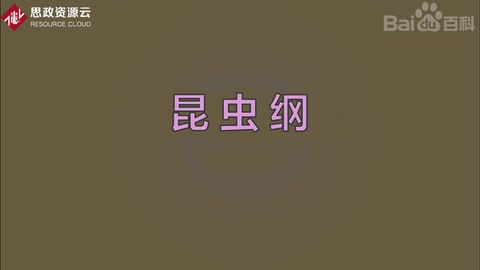 原來(lái)昆蟲(chóng)綱長(zhǎng)這樣