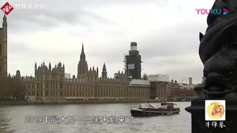2019年，最大的一只黑天鵝來(lái)了！