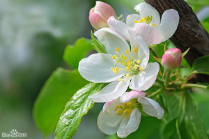 海棠——薔薇科植物