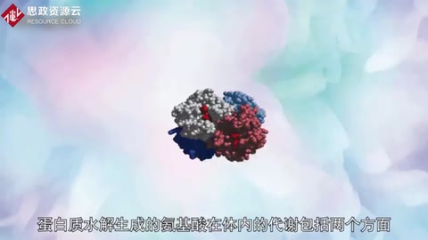 帶你<em>了解</em><em>氨基酸</em>代謝——在肝臟中分解代謝