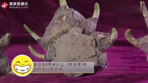 精湛的手藝，老師傅把水仙雕成藝術品
