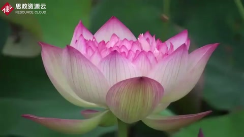 中國十大名花之<em>荷花</em>欣賞