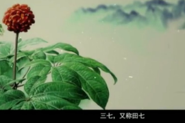 弘揚<em>中醫藥</em><em>文化</em>,傳播<em>中醫藥</em><em>知識</em>：中華本草-三七