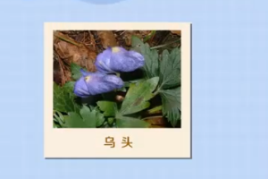 烏頭：具有<em>藥用價值</em>和<em>觀賞價值</em><em>的</em>草本<em>植物</em>