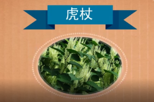 <em>原來</em>虎杖<em>長</em><em>這樣</em>