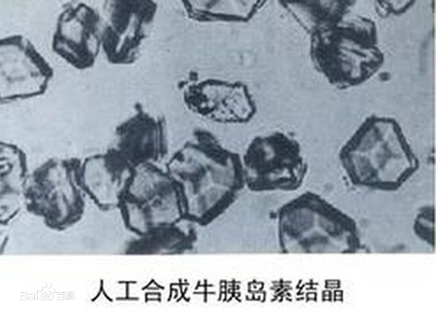 <em>帶你</em><em>了解</em>人工合成牛<em>胰島素</em>