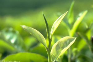 <em>生物科學</em>、農學、園藝等專業：《<em>植物</em><em>學</em>》<em>課程</em><em>思</em>政<em>案例</em>