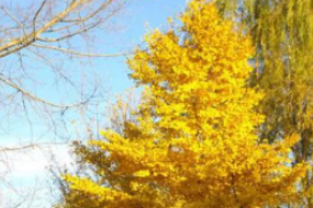 <em>銀杏</em>科、<em>銀杏</em>屬落葉喬木—<em>銀杏</em>