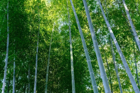 草本科竹亞科植物—竹
