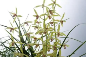 帶你了解蘭花