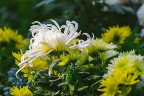 <em>菊科</em>菊屬<em>植物</em>—菊花