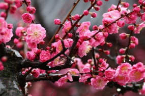 薔薇科李屬植物—梅