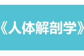 <em>課件</em>：康復治療學、<em>護理</em>學、<em>助產</em>學<em>專業</em>《人體解剖學》