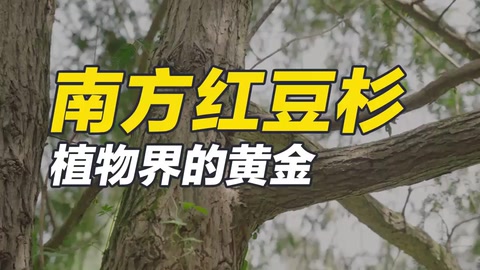 南方紅豆杉，集藥用、材用、觀賞價值于一身的珍稀樹種