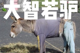驢：不要再說驢蠢啦，驢子<em>的</em>智慧你<em>難以</em>想象。