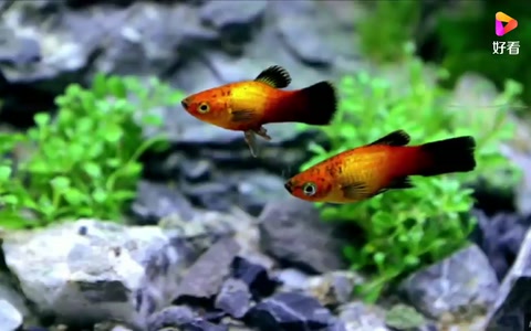 國外達人自制水族生態<em>魚缸</em>，美爆了