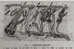 皮膚<em>結構</em><em>的</em><em>半</em>模式圖