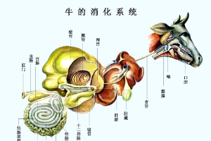 牛<em>的</em><em>消化</em>系統