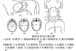 <em>腹腔</em>各部分<em>劃分</em>模式圖