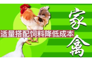 怎樣飼養(yǎng)<em>家禽</em>？才能真正有效地降低養(yǎng)殖成本？