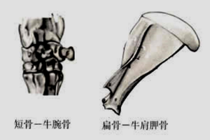 骨<em>的</em><em>形態</em>分類