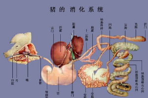 豬<em>的</em><em>消化</em>系統