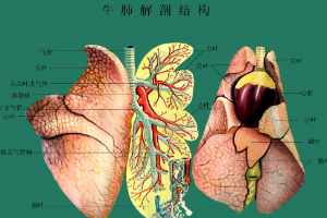 <em>牛</em>肺解剖<em>結構</em>
