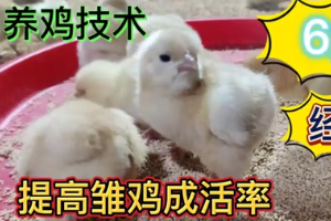 養雞技術，做好這6點，雞苗幾乎零傷亡